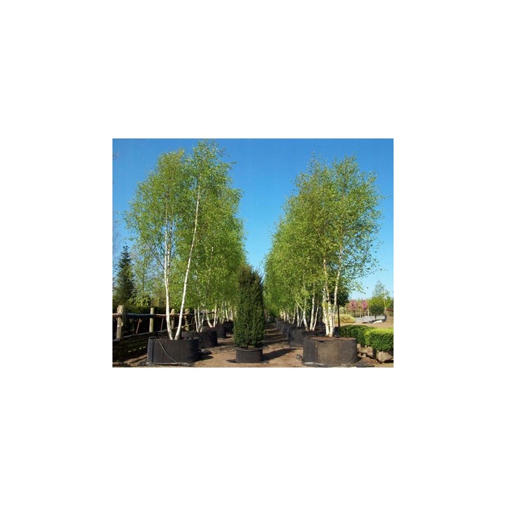 Brzoza brodawkowata (Betula pendula) 14-16 cm – okazałe drzewo 300-400 cm, gotowe do sadzenia