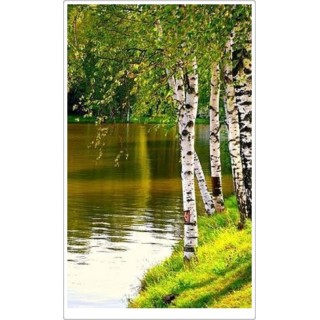 Brzoza brodawkowata (Betula pendula) duże drzewo 300-400 cm, obw. pnia 8-10 cm – sadzonka jakościowa