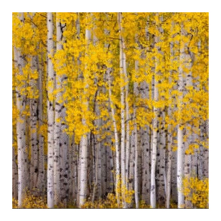 Okazała Brzoza Brodawkowata (Betula pendula) 300–400 cm | Obwód pnia 10–12 cm, goły korzeń