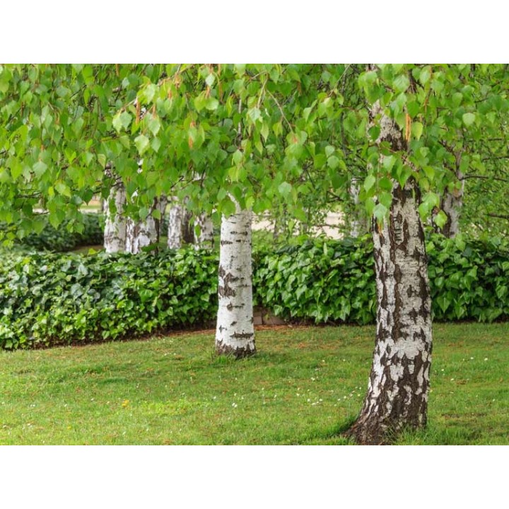 Okazała Brzoza Brodawkowata (Betula pendula) 300–400 cm | Obwód pnia 10–12 cm, goły korzeń