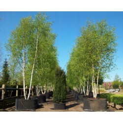 Brzoza brodawkowata (Betula pendula) obwód 12-14 cm, wys. 300-400 cm
