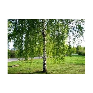 Brzoza brodawkowata 10-12 cm, wys. 300-400 cm - SadzonkiDrzew.pl