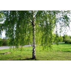 Brzoza brodawkowata (Betula pendula) obwód 10-12 cm, wys. 300-400 cm