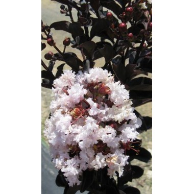 Lagerstroemia indyjska Black Diamond Blush kwitnie...