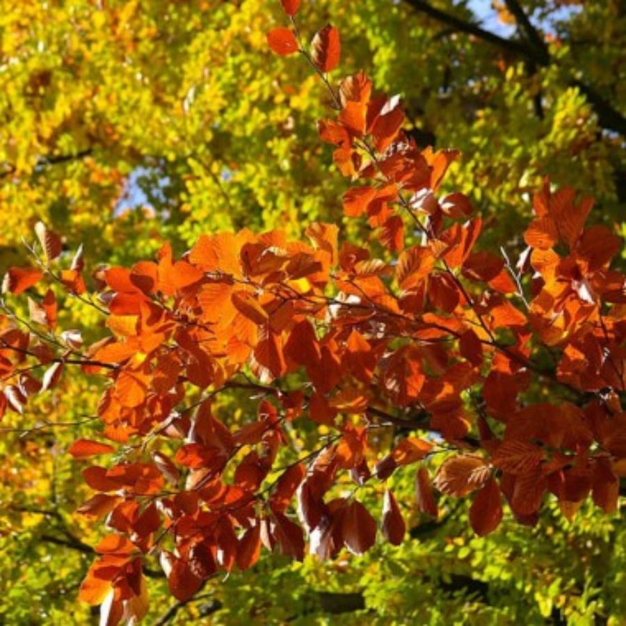 Buk zwyczajny piękny na szpalery żywopłot obwód pnia...