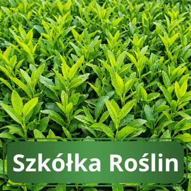 Laurowiśnia Caucasica Zimozielone duże sadzonki...