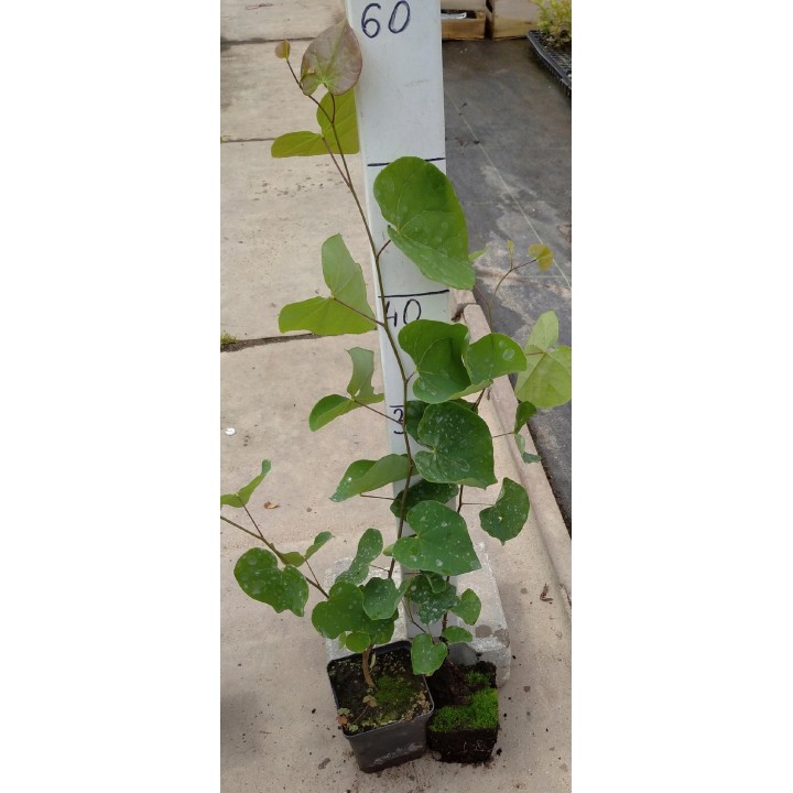 Judaszowiec kanadyjski 1 rok – kwitnące drzewko na pniu, sadzonka 30–40 cm