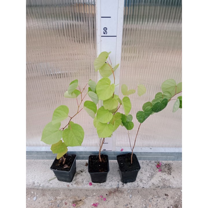 Judaszowiec kanadyjski 1 rok – kwitnące drzewko na pniu, sadzonka 30–40 cm