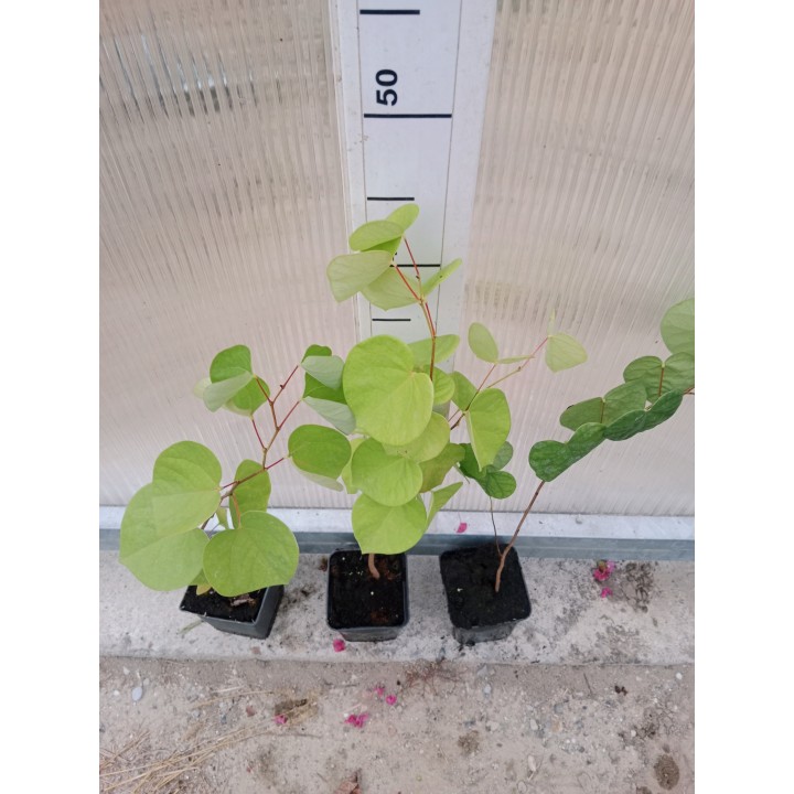 Judaszowiec kanadyjski 1 rok – kwitnące drzewko na pniu, sadzonka 30–40 cm