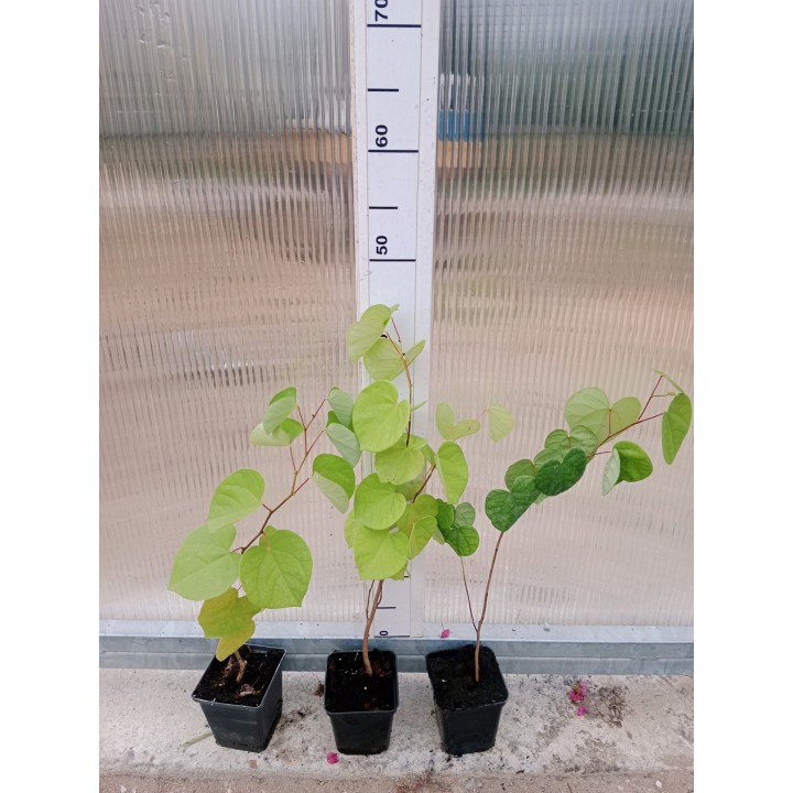 Judaszowiec kanadyjski 1-roczny — Kwitnące drzewko na pniu, sadzonka 30–40 cm