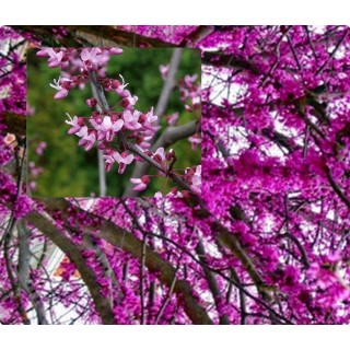 Judaszowiec kanadyjski Cercis — Kwitnące drzewko na pniu, idealne do ogrodu