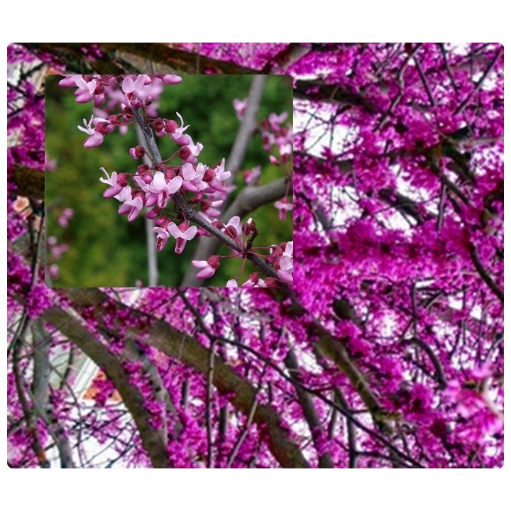 Judaszowiec kanadyjski Cercis — Kwitnące drzewko na pniu, idealne do ogrodu