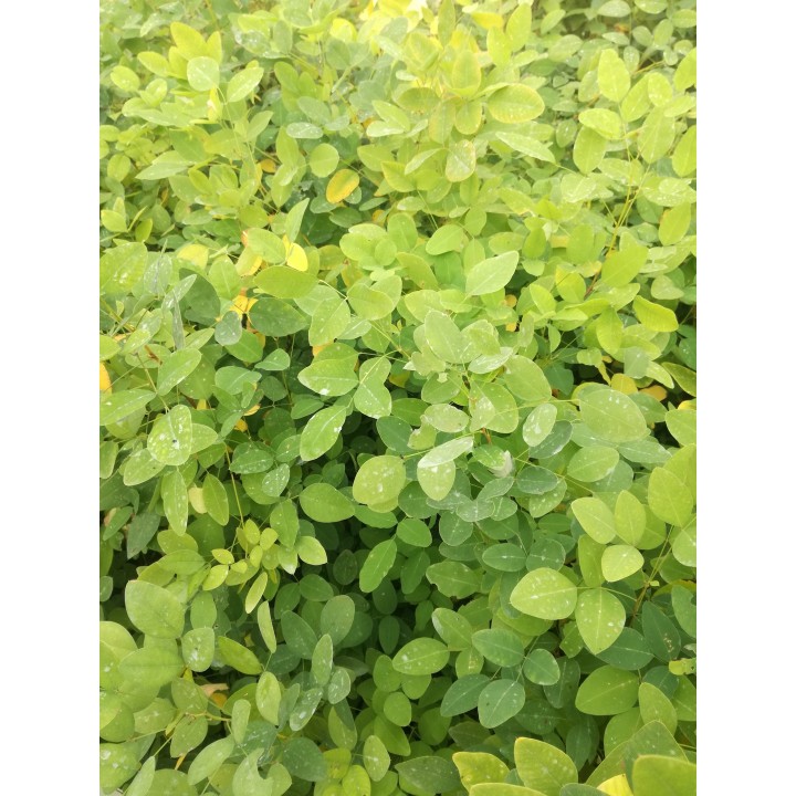 Judaszowiec kanadyjski Cercis — Kwitnące drzewko na pniu, idealne do ogrodu