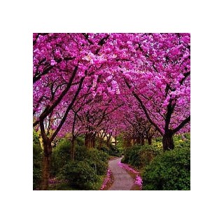 Judaszowiec kanadyjski (Cercis canadensis) 1‑letni 30–40 cm — kwitnie z pnia, doniczka 0,5l