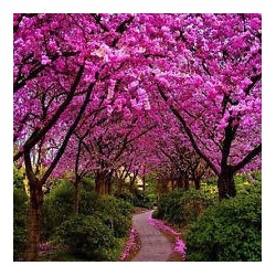 Judaszowiec kanadyjski (Cercis canadensis) sadzonka wys. 30-40 cm, doniczka 0,5L