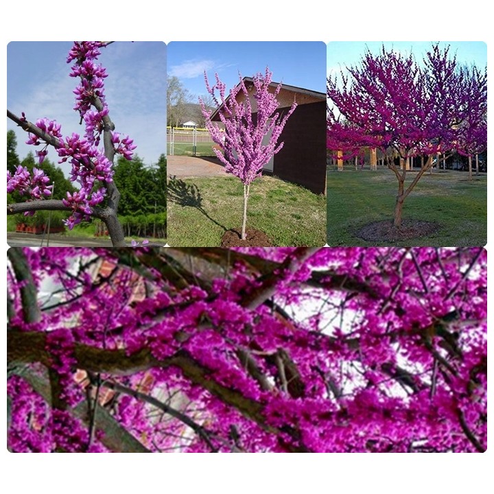 Judaszowiec kanadyjski Cercis — Kwitnące drzewko na pniu, idealne do ogrodu