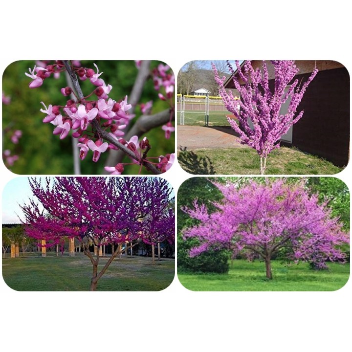 Judaszowiec kanadyjski Cercis — Kwitnące drzewko na pniu, idealne do ogrodu