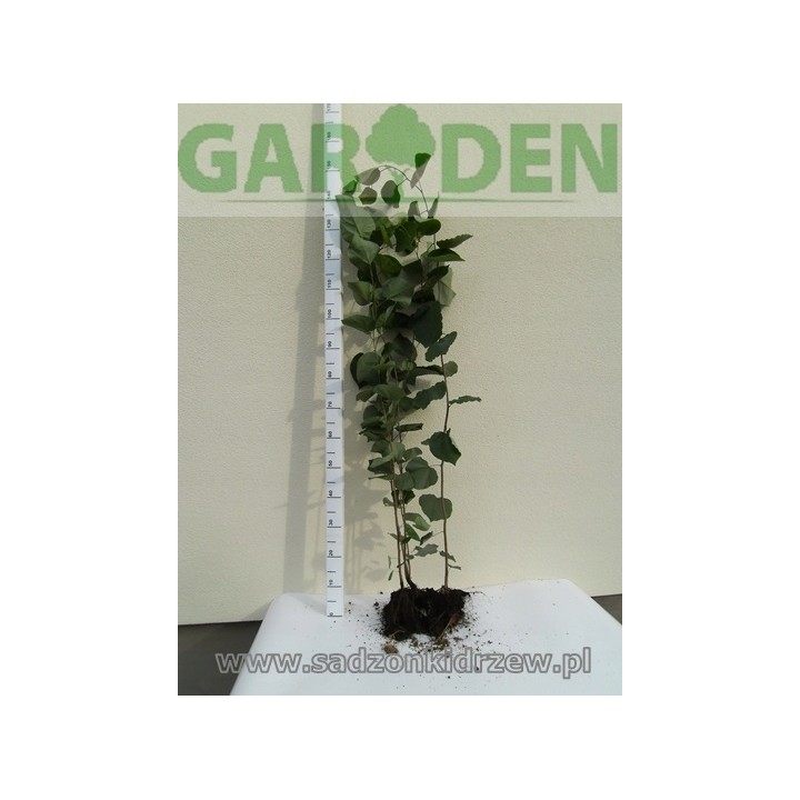 Judaszowiec kanadyjski (Cercis canadensis) 1‑letni 30–40 cm — kwitnie z pnia, doniczka 0,5l