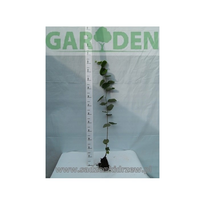 Judaszowiec kanadyjski (Cercis canadensis) 1‑letni 30–40 cm — kwitnie z pnia, doniczka 0,5l