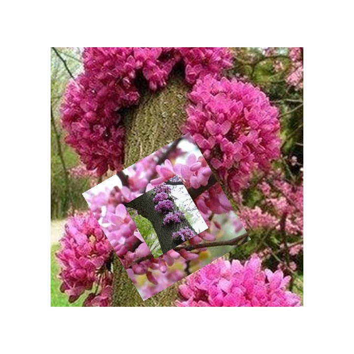 Judaszowiec kanadyjski Cercis — Kwitnące drzewko na pniu, idealne do ogrodu