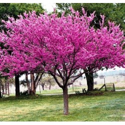Judaszowiec kanadyjski Cercis canadensis — Różowe Kwiaty na Pniu | Sadzonka P9 30–40 cm