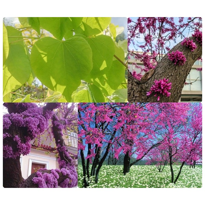 Judaszowiec kanadyjski Cercis — Kwitnące drzewko na pniu, idealne do ogrodu