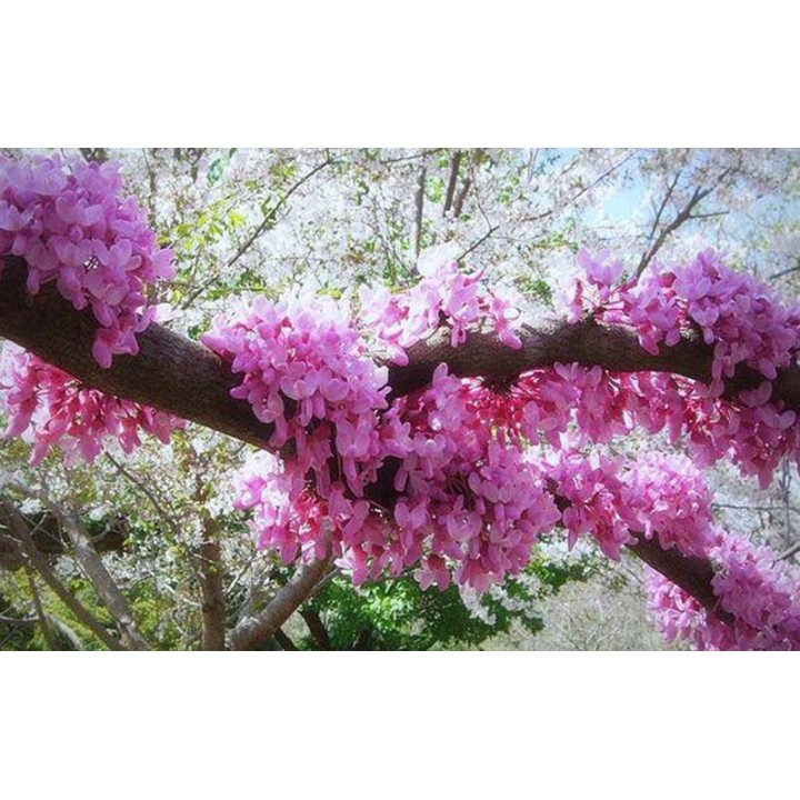 Judaszowiec kanadyjski Cercis canadensis — Różowe Kwiaty na Pniu | Sadzonka P9 30–40 cm