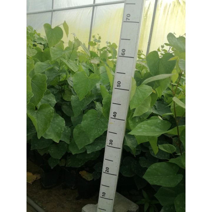 Judaszowiec kanadyjski Cercis canadensis — Różowe Kwiaty na Pniu | Sadzonka P9 30–40 cm