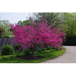 Judaszowiec kanadyjski (Cercis canadensis) sadzonka 30-40 cm — kwitnący różowy efekt w ogrodzie