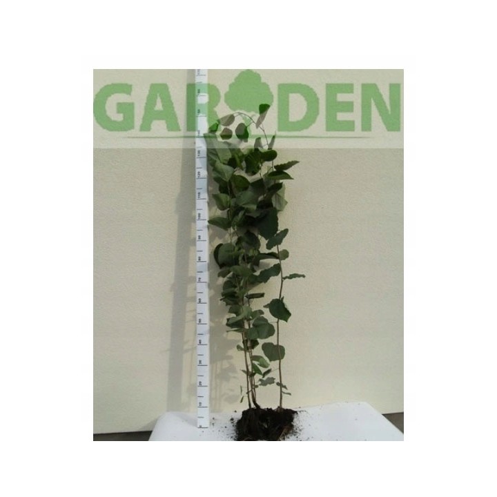 Judaszowiec kanadyjski (Cercis canadensis) sadzonka 30-40 cm — kwitnący różowy efekt w ogrodzie