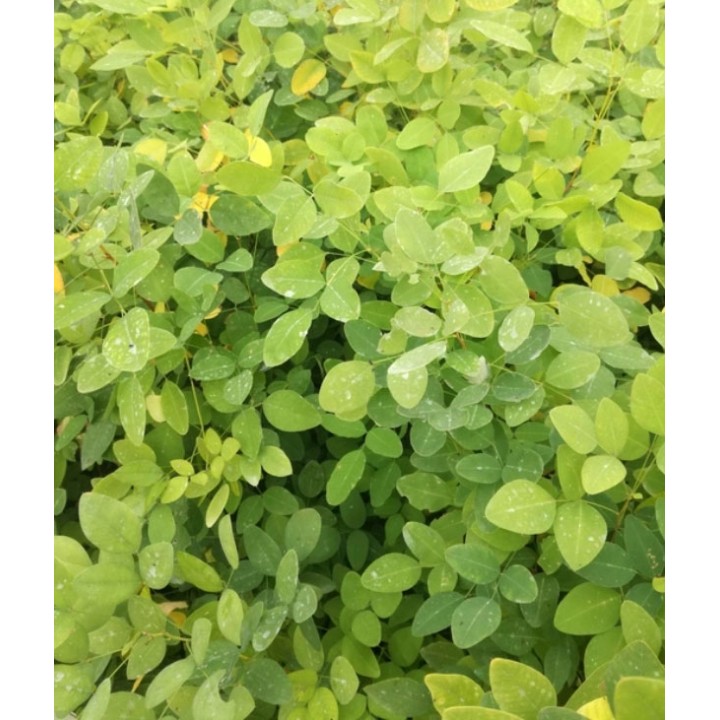 Judaszowiec kanadyjski Cercis canadensis — Różowe Kwiaty na Pniu | Sadzonka P9 30–40 cm