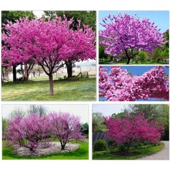 Judaszowiec kanadyjski 'Cercis canadensis' 1-letni – fioletowe kwiaty, sadzonka 30-40 cm