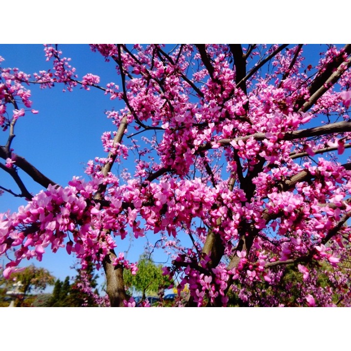 Judaszowiec kanadyjski Cercis canadensis — Różowe Kwiaty na Pniu | Sadzonka P9 30–40 cm