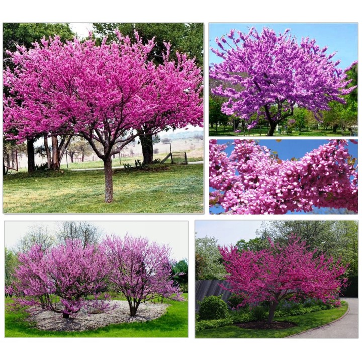 Judaszowiec kanadyjski Cercis canadensis — Różowe Kwiaty na Pniu | Sadzonka P9 30–40 cm