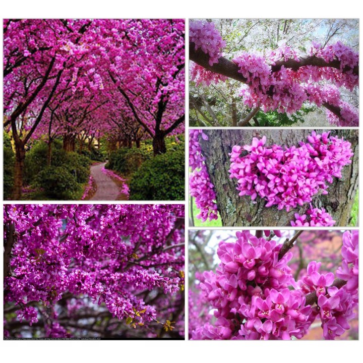 Judaszowiec kanadyjski 'Cercis canadensis' 1-letni – fioletowe kwiaty, sadzonka 30-40 cm