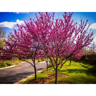 Judaszowiec kanadyjski "Różowy Raj" – sadzonka 30–40 cm, kwitnący soliter do ogrodu