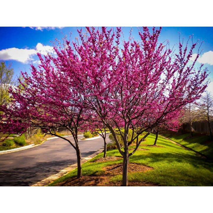 Judaszowiec kanadyjski "Różowy Raj" – sadzonka 30–40 cm, kwitnący soliter do ogrodu