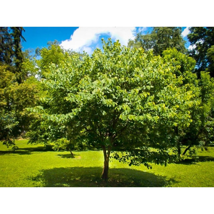 Judaszowiec kanadyjski "Różowy Raj" – sadzonka 30–40 cm, kwitnący soliter do ogrodu