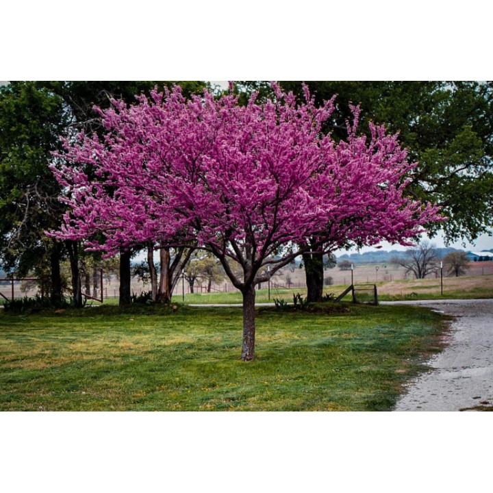 Judaszowiec kanadyjski "Różowy Raj" – sadzonka 30–40 cm, kwitnący soliter do ogrodu