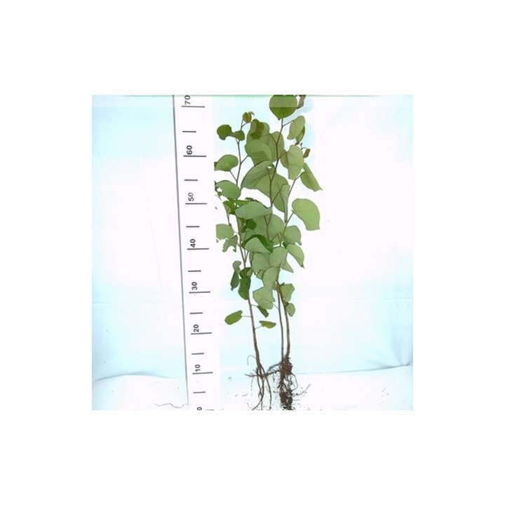 Judaszowiec kanadyjski "Różowy Raj" – sadzonka 30–40 cm, kwitnący soliter do ogrodu