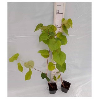 Judaszowiec kanadyjski (Cercis canadensis) sadzonka 30-40 cm — kwitnący różowy urok ogrodu