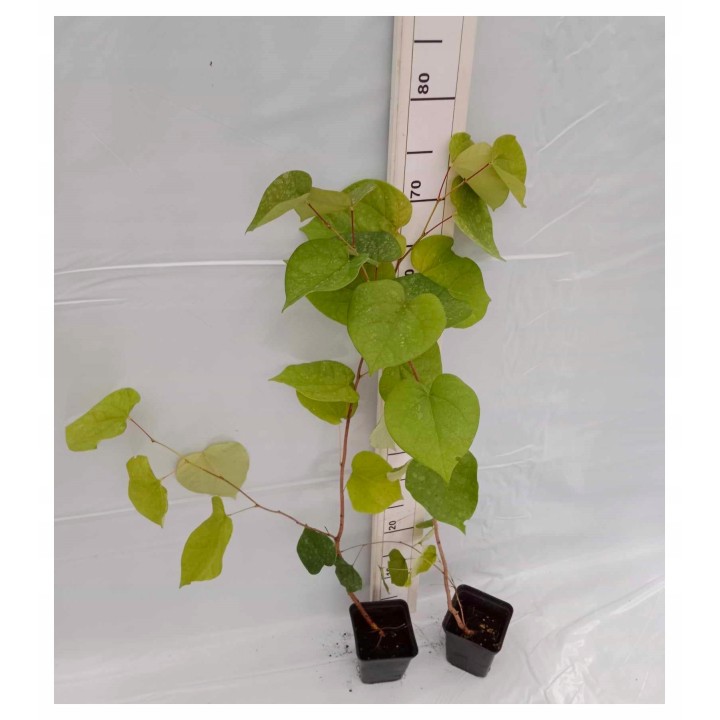 Judaszowiec kanadyjski (Cercis canadensis) sadzonka 30-40 cm — kwitnący różowy urok ogrodu