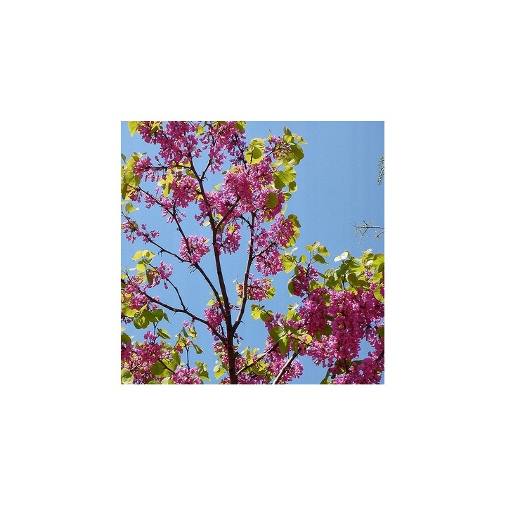 Judaszowiec kanadyjski (Cercis canadensis) sadzonka 30-40 cm — kwitnący różowy urok ogrodu