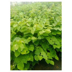 Judaszowiec kanadyjski (Cercis canadensis) — sadzonka 40–60 cm, kwitnący pień, gwarancja jakości