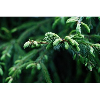 Świerk Srebrny SADZONKI ŻYWA CHOINKA 70-120 cm