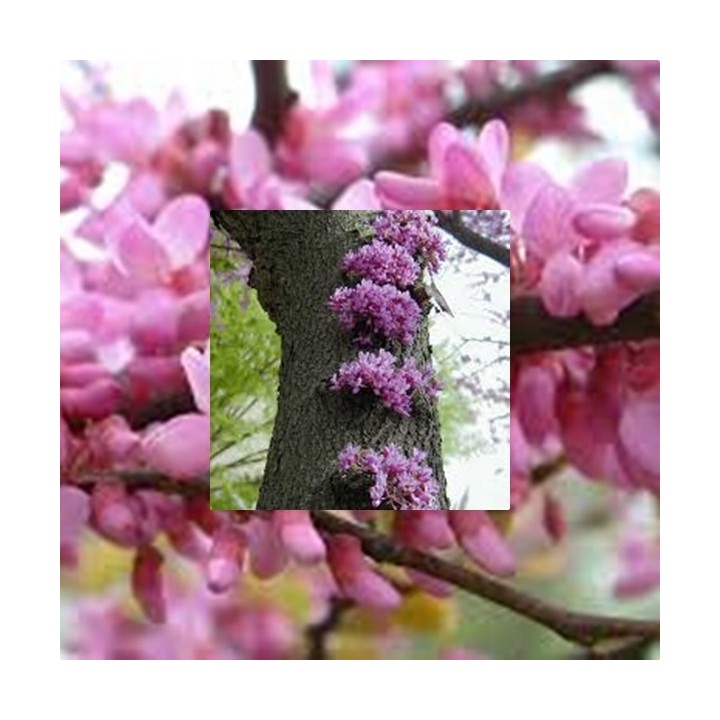 Judaszowiec kanadyjski (Cercis canadensis) — sadzonka 40–60 cm, kwitnący pień, gwarancja jakości