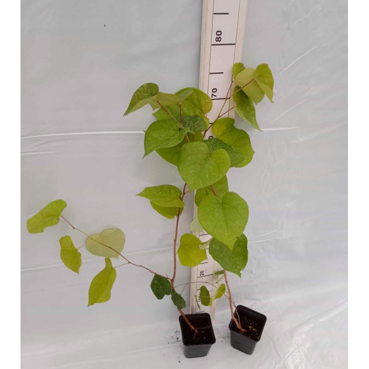 Judaszowiec kanadyjski (Cercis canadensis) — sadzonka 40–60 cm, kwitnący pień, gwarancja jakości