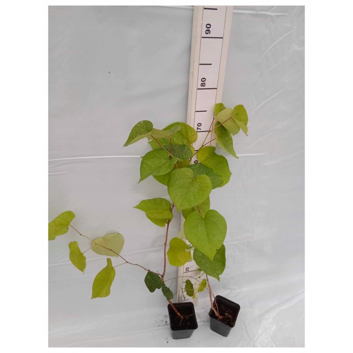 Judaszowiec kanadyjski (Cercis canadensis) - sadzonka w doniczce P9, kwitnący dekoracyjny