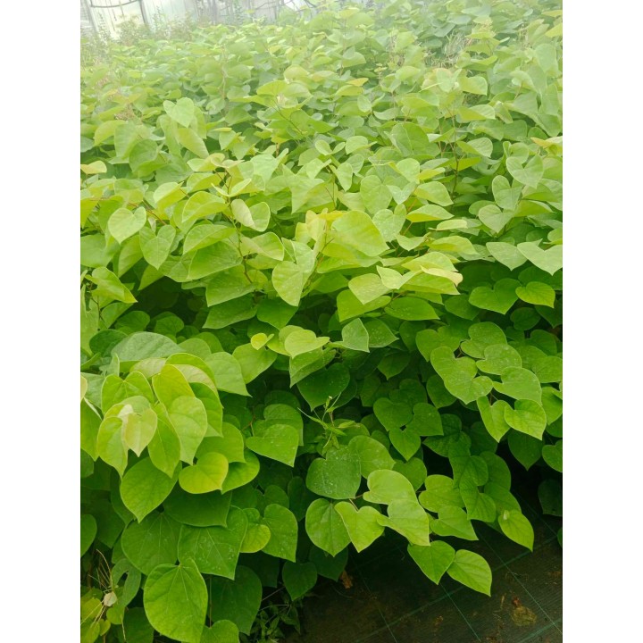 Judaszowiec kanadyjski (Cercis canadensis) — sadzonka 40–60 cm, kwitnący pień, gwarancja jakości