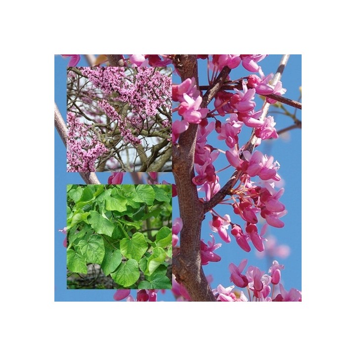 Judaszowiec kanadyjski (Cercis canadensis) sadzonka 30-40 cm — kwitnący różowy urok ogrodu